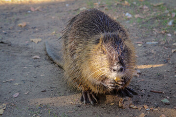 Ein Nutria oder auch Bisamratte am Ufer eines Fluss.
