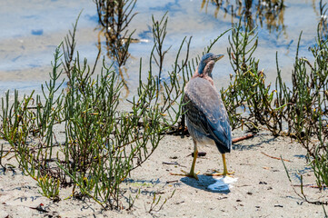 Green Heron (Butorides virescens) in Bolsa Chica Ecological Reserve, California, USA