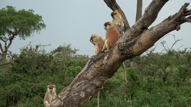 Hussar monkeys (Erythrocebus patas) sitting on a tree log in Murchison Falls National Park, Uganda