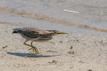 Green Heron (Butorides virescens) in Bolsa Chica Ecological Reserve, California, USA