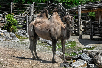 Sheared bactrian camel. Latin name - Camelus bactrianus