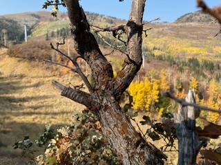 Autumn Branches