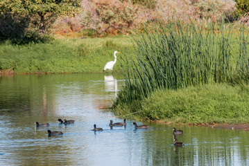 American Coots (Fulica americana) in Malibu Lagoon, California, USA