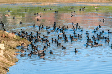 American Coots (Fulica americana) in Malibu Lagoon, California, USA