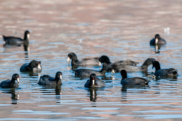 Fototapeta premium American Coots (Fulica americana) in Malibu Lagoon, California, USA