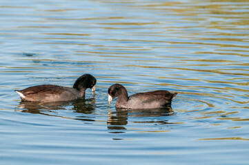 American Coots (Fulica americana) in Malibu Lagoon, California, USA