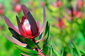 Leucadendron 