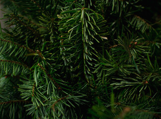 Green branches of a Christmas tree. Background.