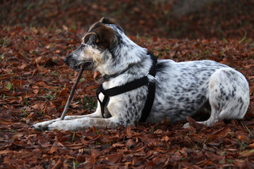 Dog with harness outdoors on a walk. Purchase a pet collar and harness for dogs