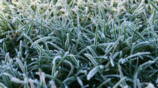 Time lapse video of morning frost on green grass thawing as the sun comes up