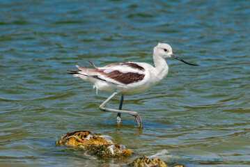 American Avocet (Recurvirostra americana) in Malibu Lagoon, California, USA
