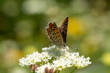 Closeup, detailed photo of a brown, mottled butterfly on a white flower.