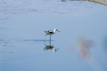 American Avocet (Recurvirostra americana) in Salton Sea area, Imperial Valley, California, USA