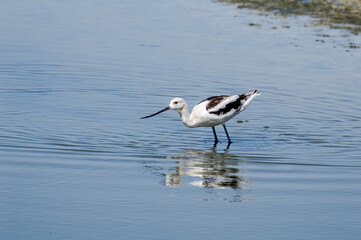 American Avocet (Recurvirostra americana) in Salton Sea area, Imperial Valley, California, USA