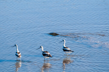 American Avocets (Recurvirostra americana) in Salton Sea area, Imperial Valley, California, USA