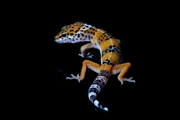 Baby leopard gecko in black background