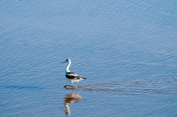 American Avocet (Recurvirostra americana) in Salton Sea area, Imperial Valley, California, USA
