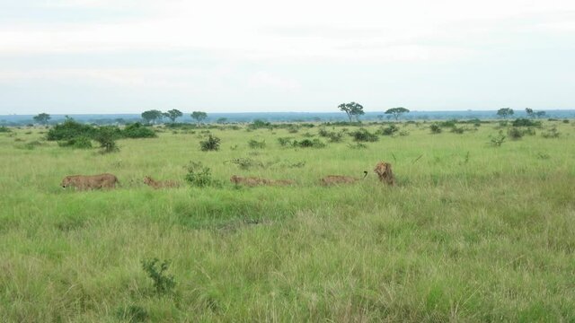 Family of lions (Panthera leo) walking through the grassland of Ishasha in Queen Elizabeth National park, Uganda