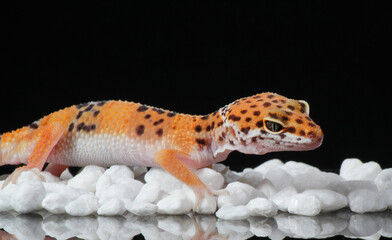 Baby leopard gecko in black background