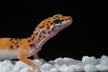 Baby leopard gecko in black background
