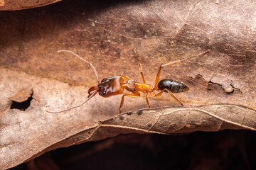 Ectatomma ants rain forest costa rica
