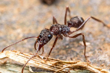 Ectatomma ants rain forest costa rica