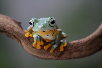 Rhacophorus reinwardtii, flying tree frog on the branch