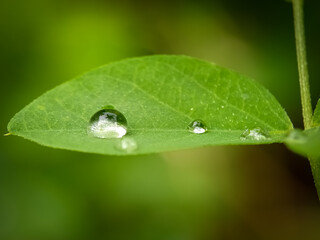 water drops on a leaf