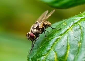 close up of a small flies on the leaf