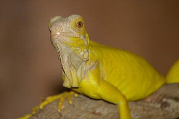 close up of a iguana albino