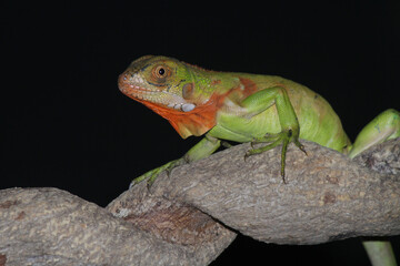 chameleon on a branch