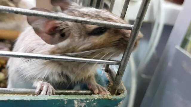 Chinchilla in a cage. Chinchillas in a cage close-up. Cute chinchilla in a cage
