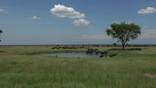 Herd of African buffalo (Syncerus caffer) at a pond in Queen Elizabeth National Park, Uganda