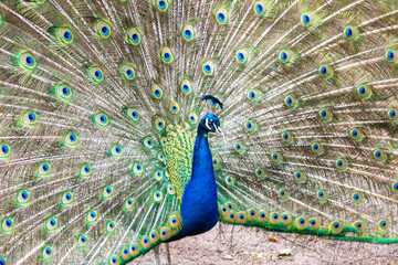 Naklejka premium Pfau