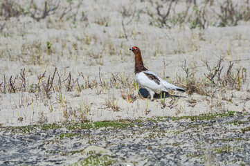 Molting cock of Willow Ptarmigan (Lagopus lagopus) in Barents Sea coastal area, Russia