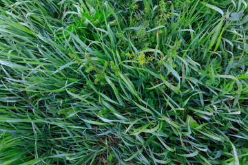 green dense grass, after rain