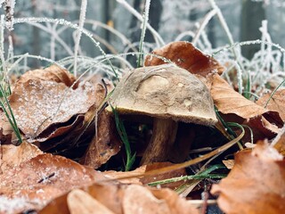Pilz Frost Herbst