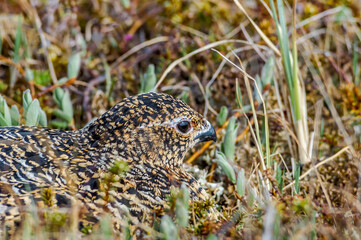 Willow Ptarmigan (Lagopus lagopus) hen at nest in Barents Sea coastal area, Russia