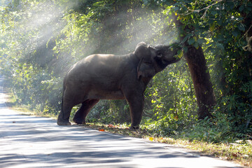Wild elephant in the beautiful forest, Elephant walking on the road