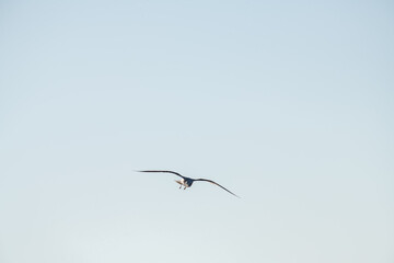 Seagull flies against the blue sky on a sunny autumn morning