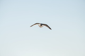 Seagull flies against the blue sky on a sunny autumn morning