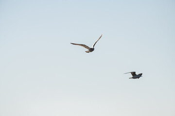 Fototapeta na wymiar Seagull flies against the blue sky on a sunny autumn morning