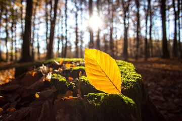 Obraz premium Herbst