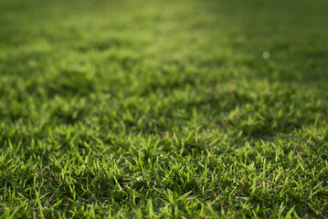 green grass texture