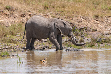 african elephant at a water hole