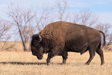 American Bison on the High Plains of Colorado In Winter