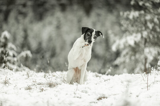 Mischling im Schnee