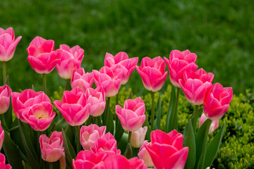 A photo of tulips garden (in Latin Tulipa) that are red.  Tulip was taken to Europe from Anatolia. 