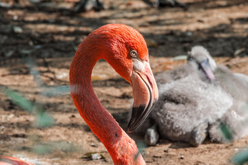 Fototapeta premium Caribbean Flamingo (Phoenicopterus ruber) on pond