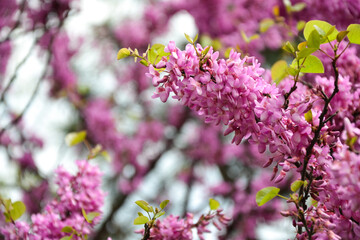 Cercis siliquastrum blooming tree. Pink flowers background. Judas tree branches in pink blossom. Beautiful summer nature.